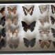 Entomological box of 19 butterflies