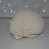 Cabinet of curiosity in white coral
