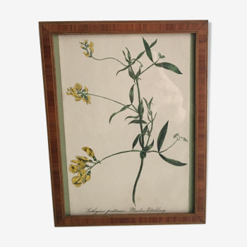 Planche botanique encadrée 1878