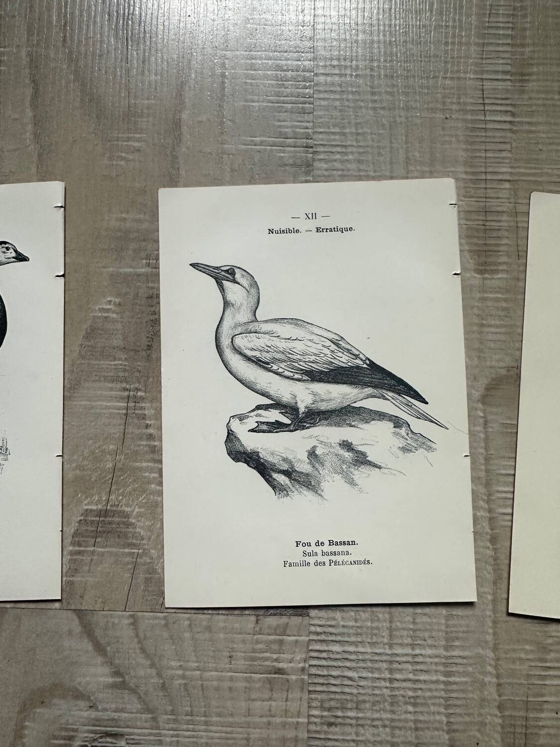 Lot of 3 old naturalist engravings botanical work vintage birds