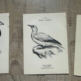 Lot of 3 old naturalist engravings botanical work vintage birds