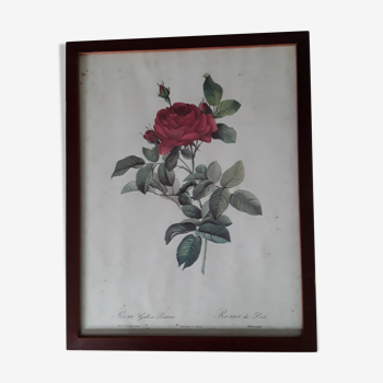 Planche botanique "rosier du pont" de P.J. Redouté