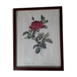 Botanical board "bridge rose" of P.J.Redouté