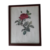 Botanical board "bridge rose" of P.J.Redouté