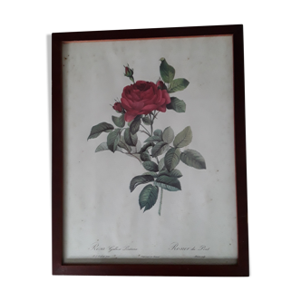 Botanical board "bridge rose" of P.J.Redouté