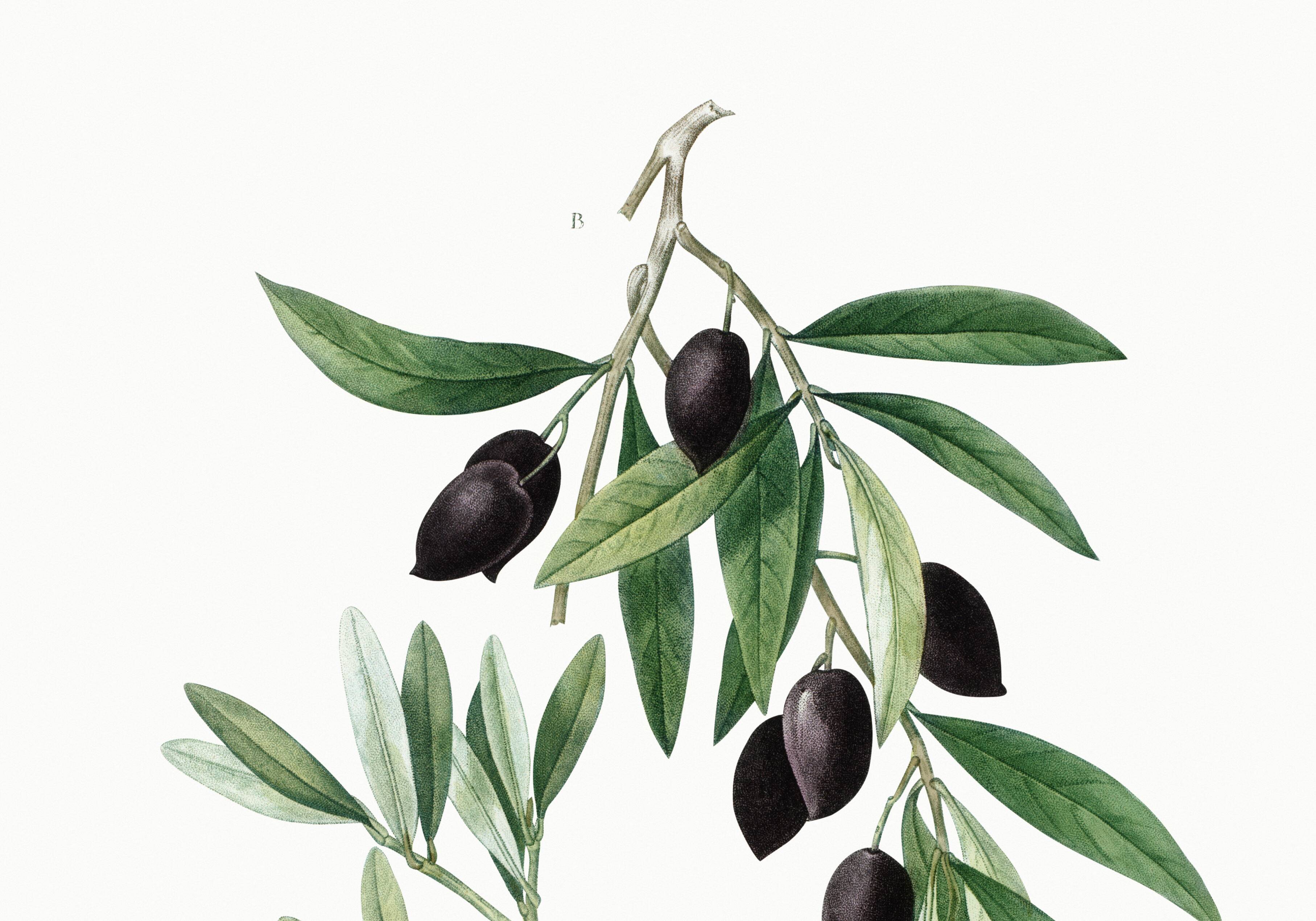 Botanical poster about the olive tree, based on an old engraving from 1802