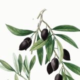 Botanical poster about the olive tree, based on an old engraving from 1802