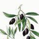 Botanical poster about the olive tree, based on an old engraving from 1802