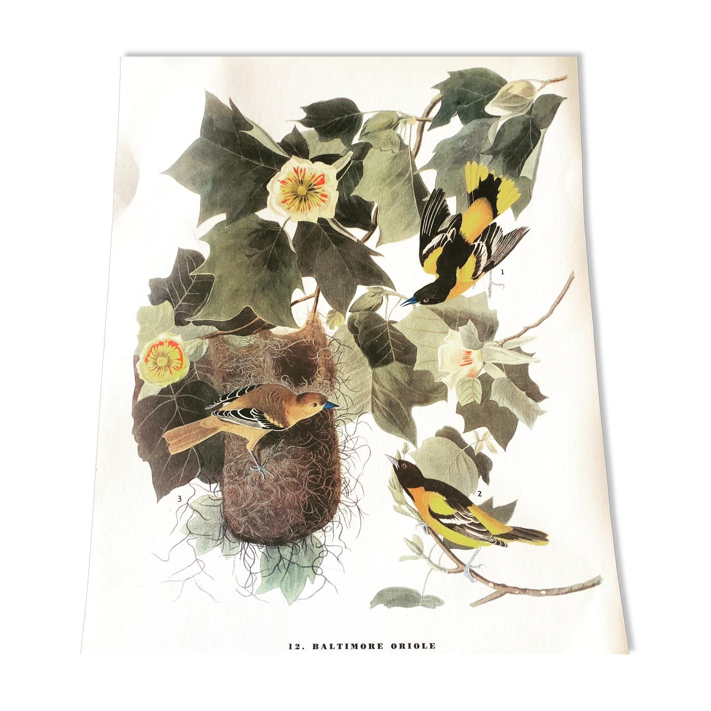 Ornithological board