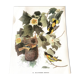Ornithological board