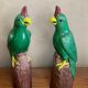 Pair of parrots
