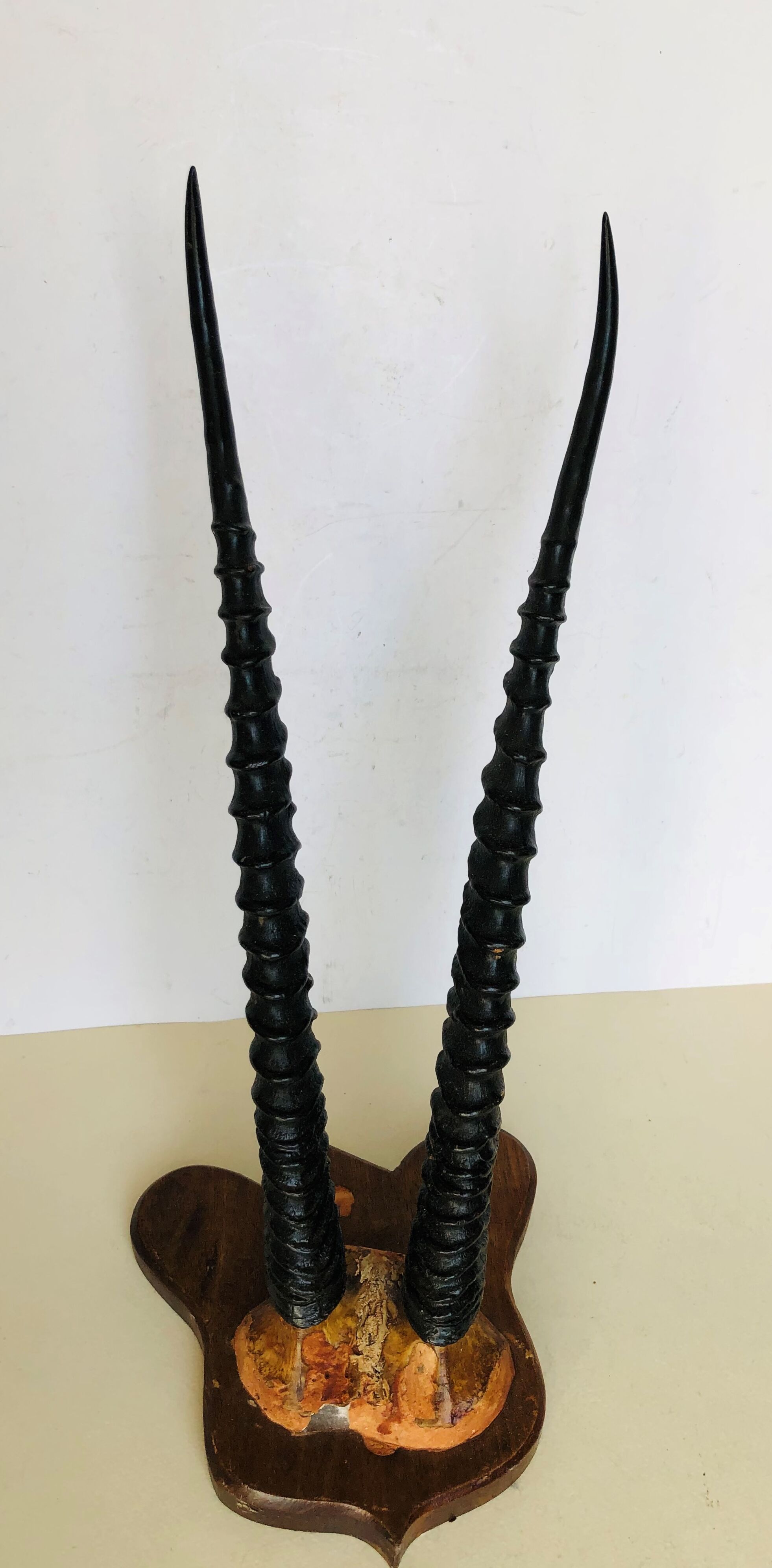Gazelle horns on wooden support