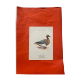Botanical engraving birds double sided naturalist board