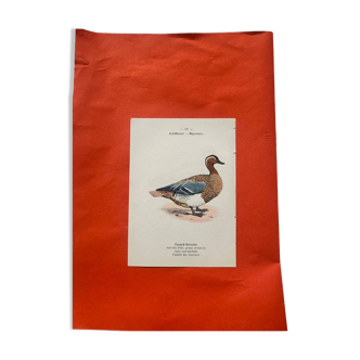 Botanical engraving birds double sided naturalist board