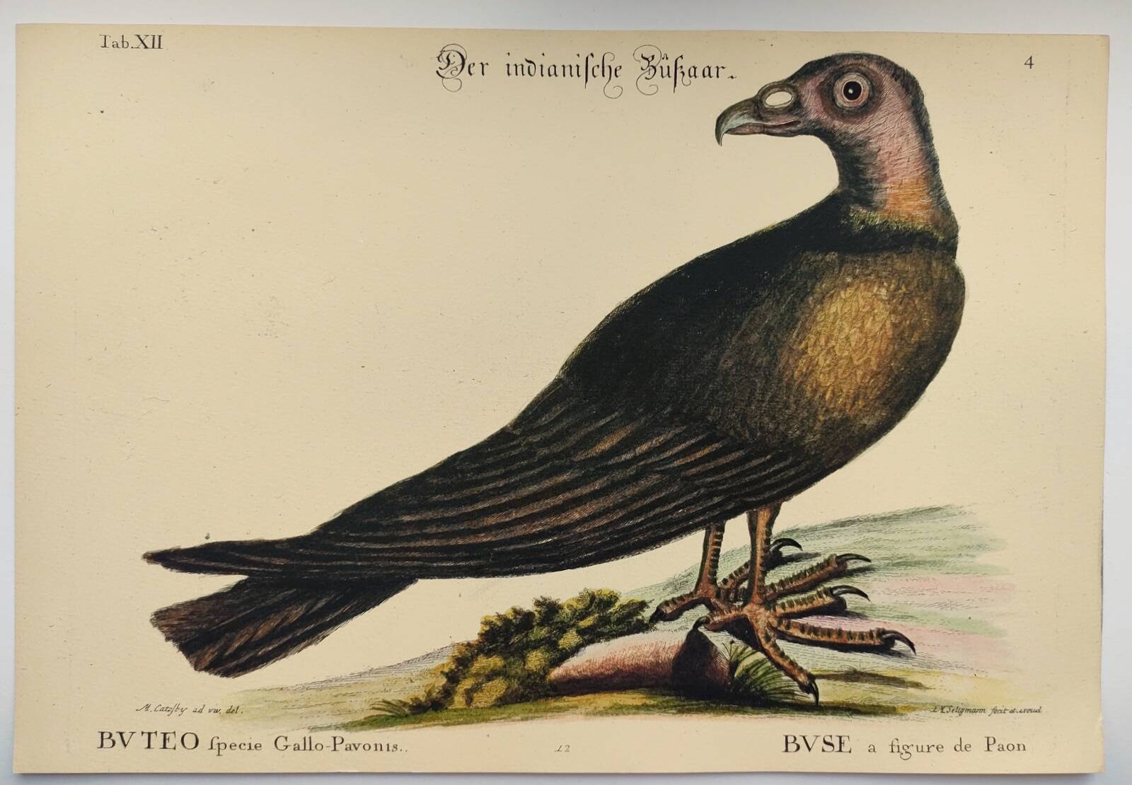 Illustration from 1973 - Peafowl Buzzard - Bird fauna plate