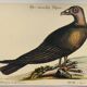 Illustration from 1973 - Peafowl Buzzard - Bird fauna plate