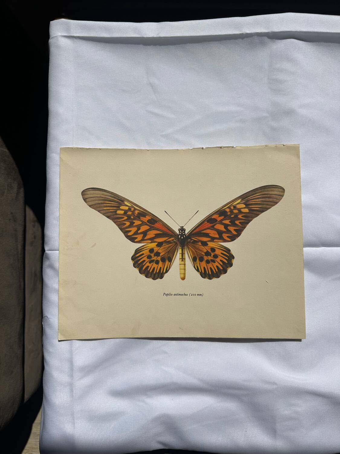 Gravure ancienne papillon 1900 planche botanique naturaliste