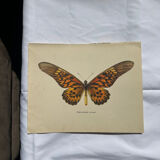 Antique butterfly engraving 1900 naturalist botanical plate