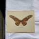 Gravure ancienne papillon 1900 planche botanique naturaliste