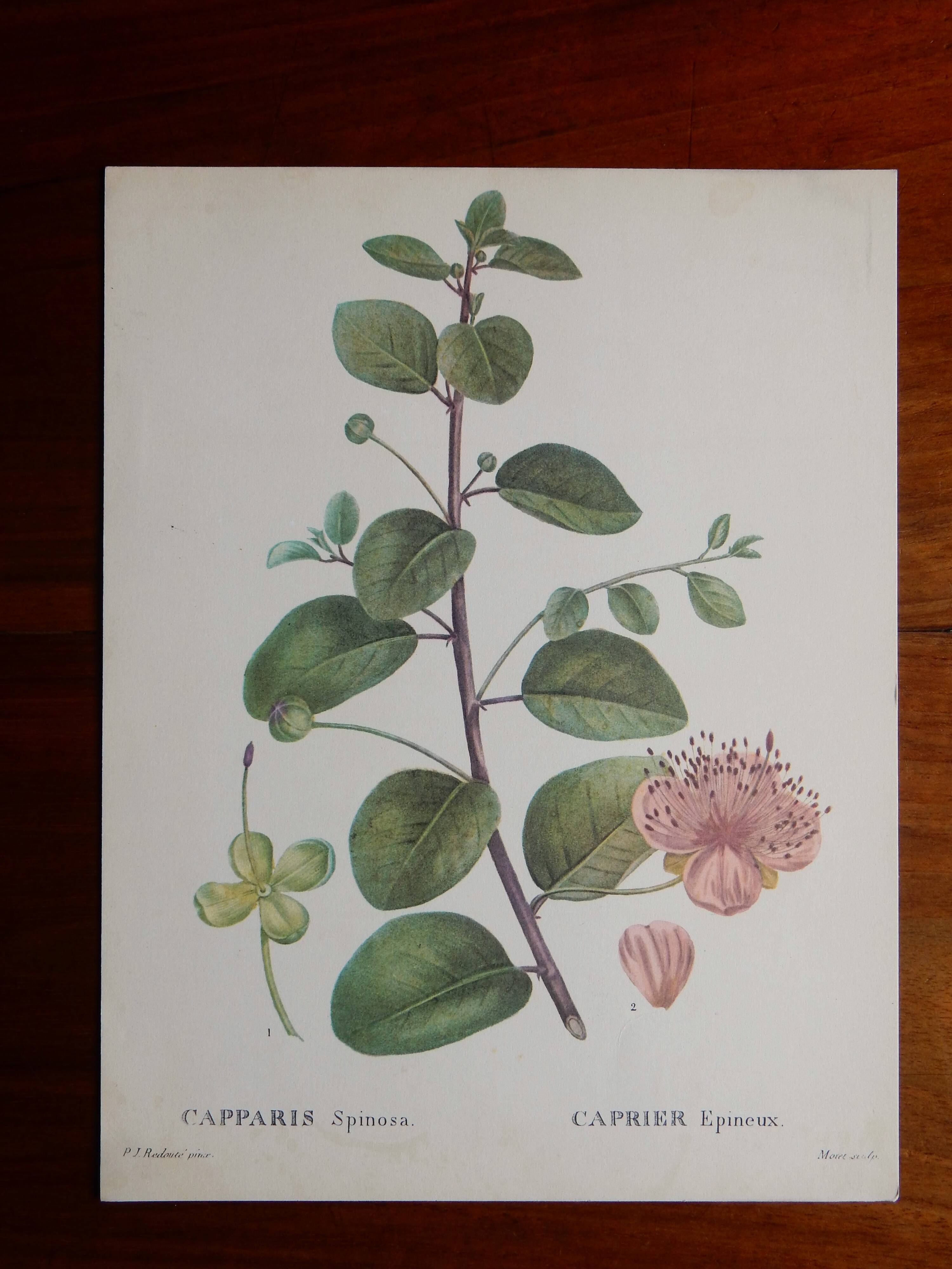 Botanical board from capparis vintage 60s