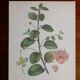 Botanical board from capparis vintage 60s