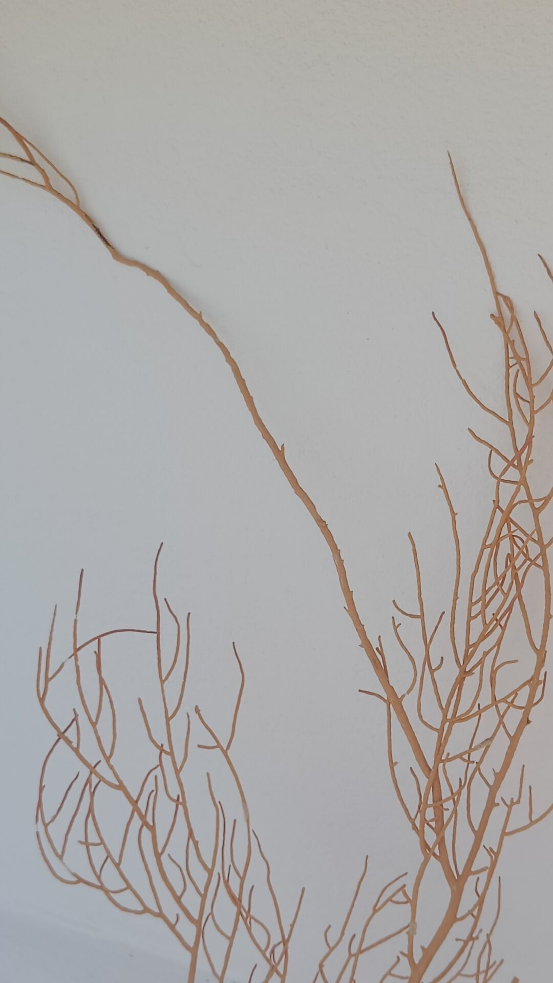 Gorgonian coral