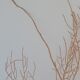 Gorgonian coral
