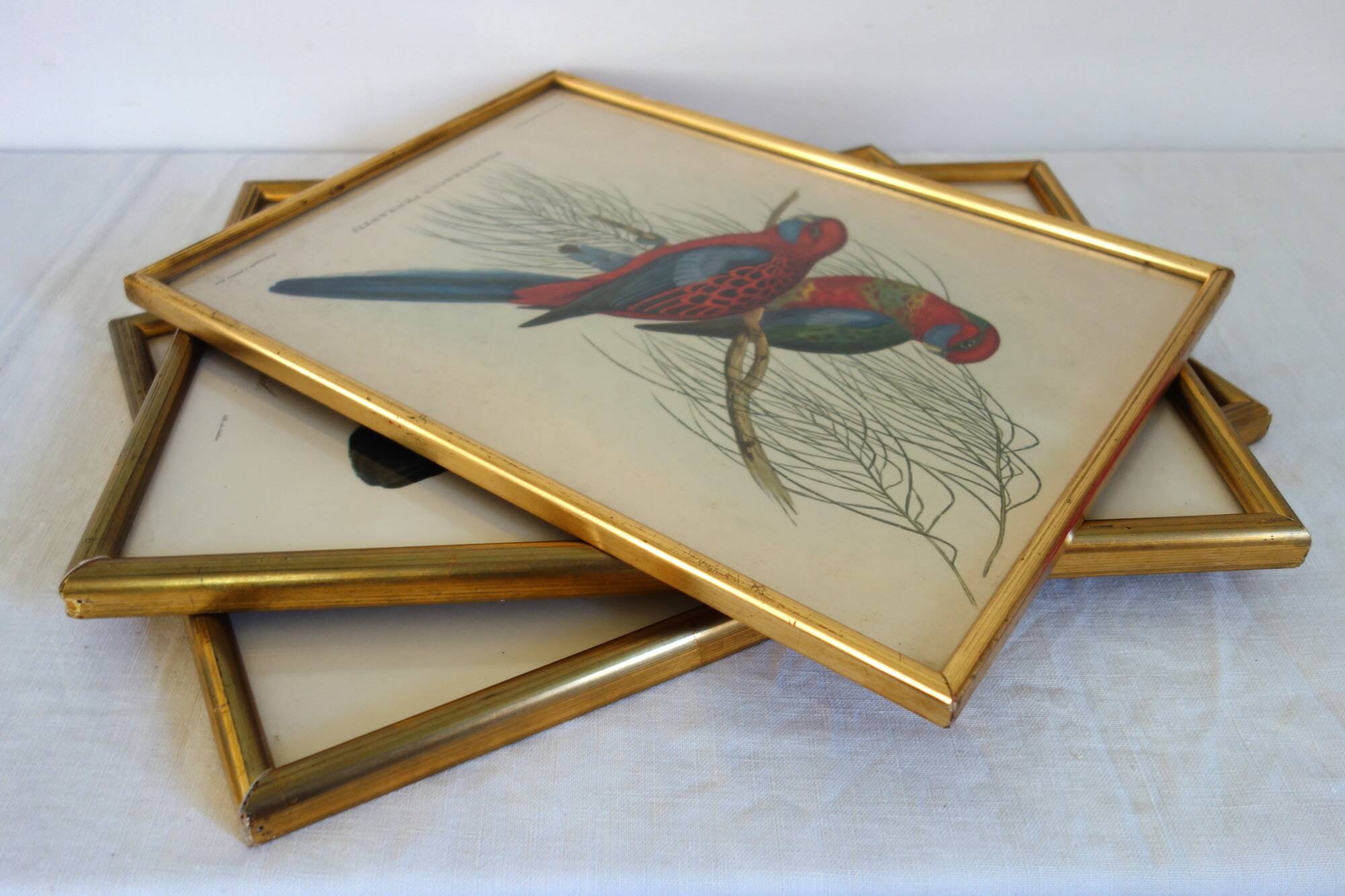 3 framed antique bird engravings
