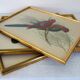 3 framed antique bird engravings