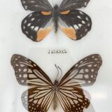 Frame naturalized vintage butterflies