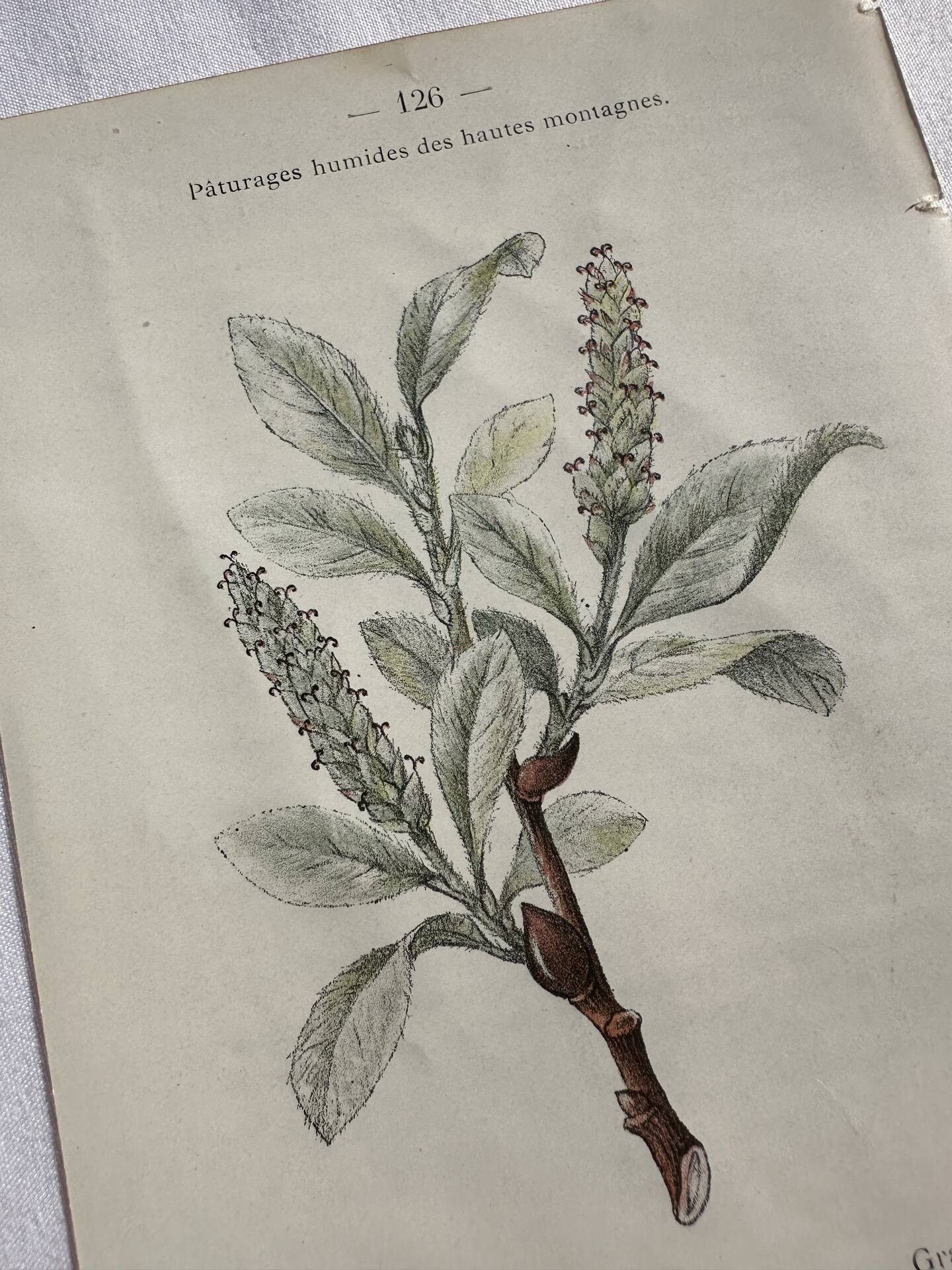 Naturalist Plate – 19th Century Botanical Engraving, Double-Sided