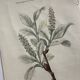Naturalist Plate – 19th Century Botanical Engraving, Double-Sided