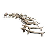 Knife holders form various animals