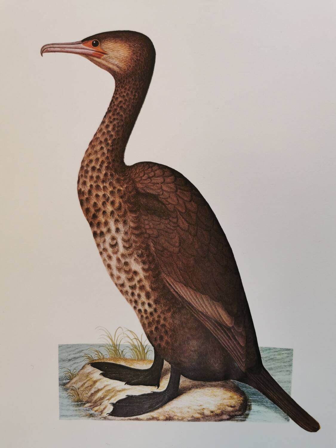 Cormorant zoological board