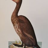 Cormorant zoological board