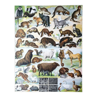 Old animal board