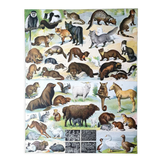 Ancienne planche animaux