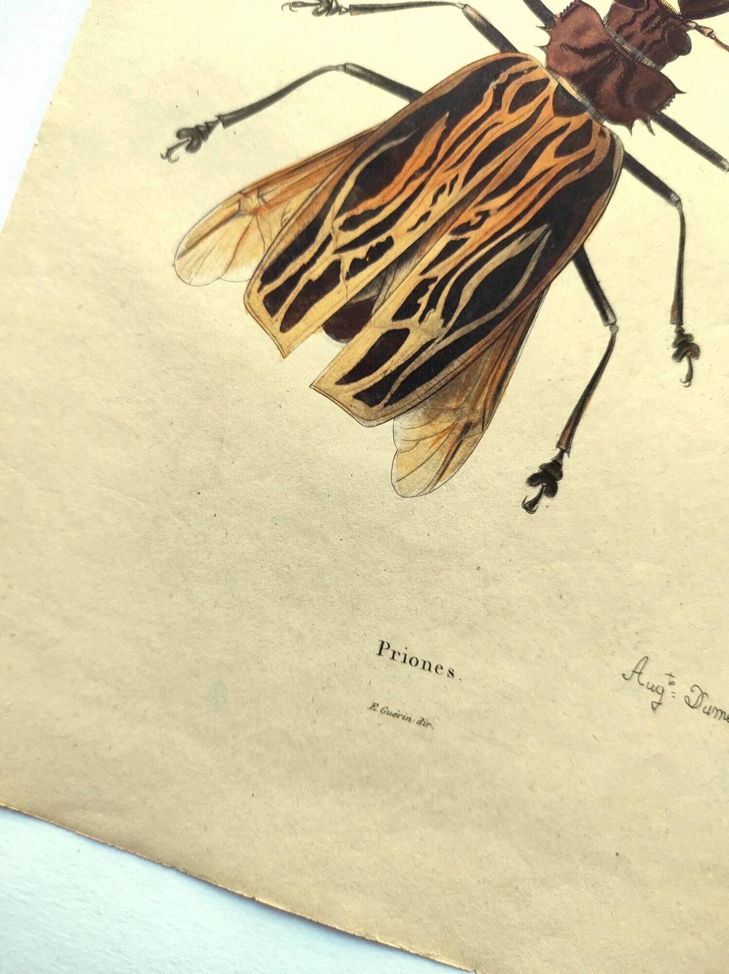 Antique engraving from 1839 - Priones Insects - Hand-colored plate