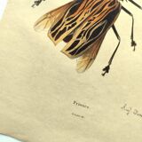 Gravure ancienne de 1839 -Insectes Priones - Planche coloriée à la main