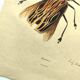 Antique engraving from 1839 - Priones Insects - Hand-colored plate