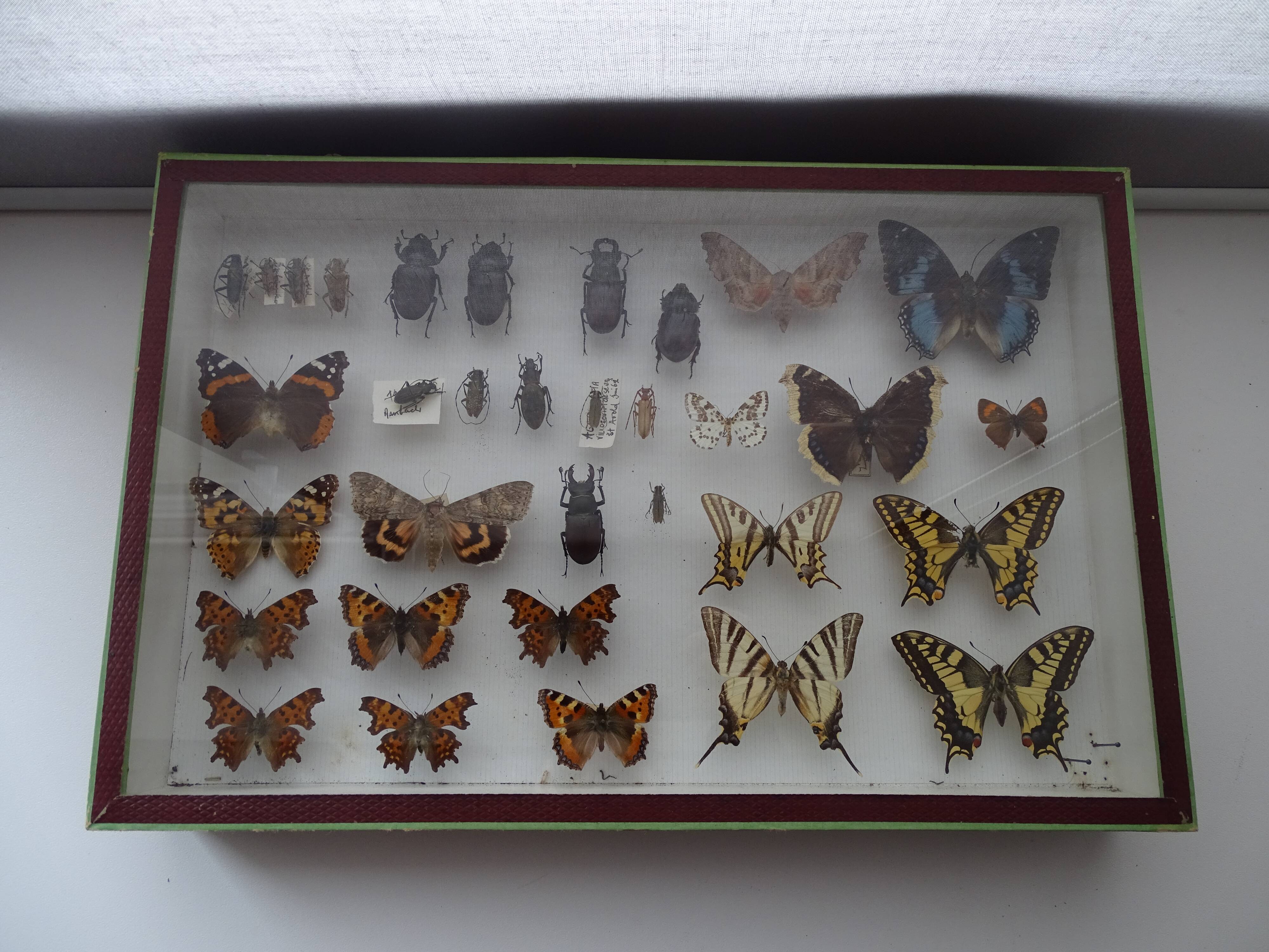 Ancient butterflies and stuffed insects under frame 1930s