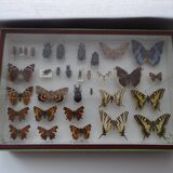 Ancient butterflies and stuffed insects under frame 1930s