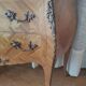 Commode sauteuse galbée style Louis XV-Marqueterie florale et marbre-TBE