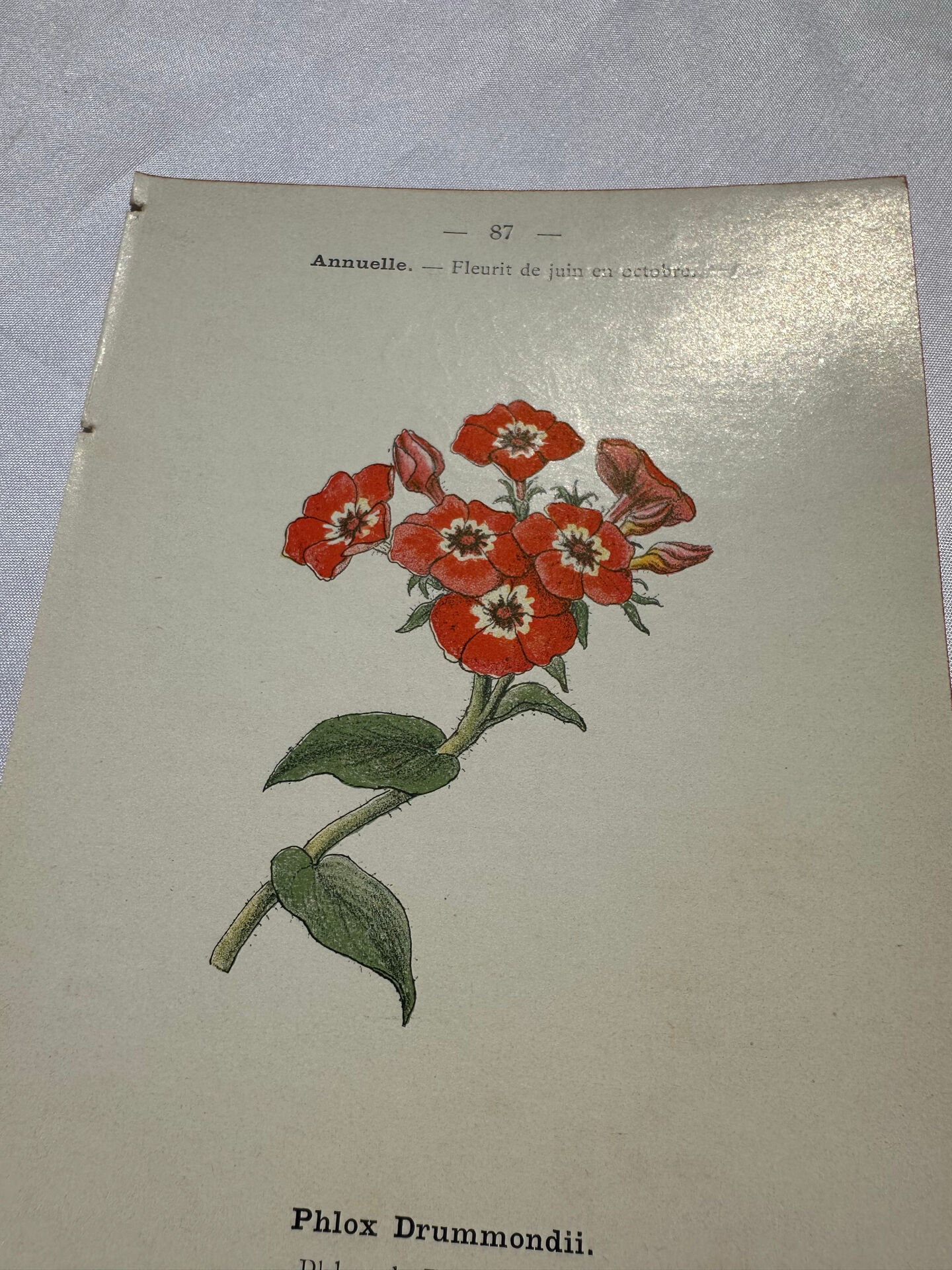 🌿 Botanical Plate Old Naturalist Engraving 19th Century Double-Sided A