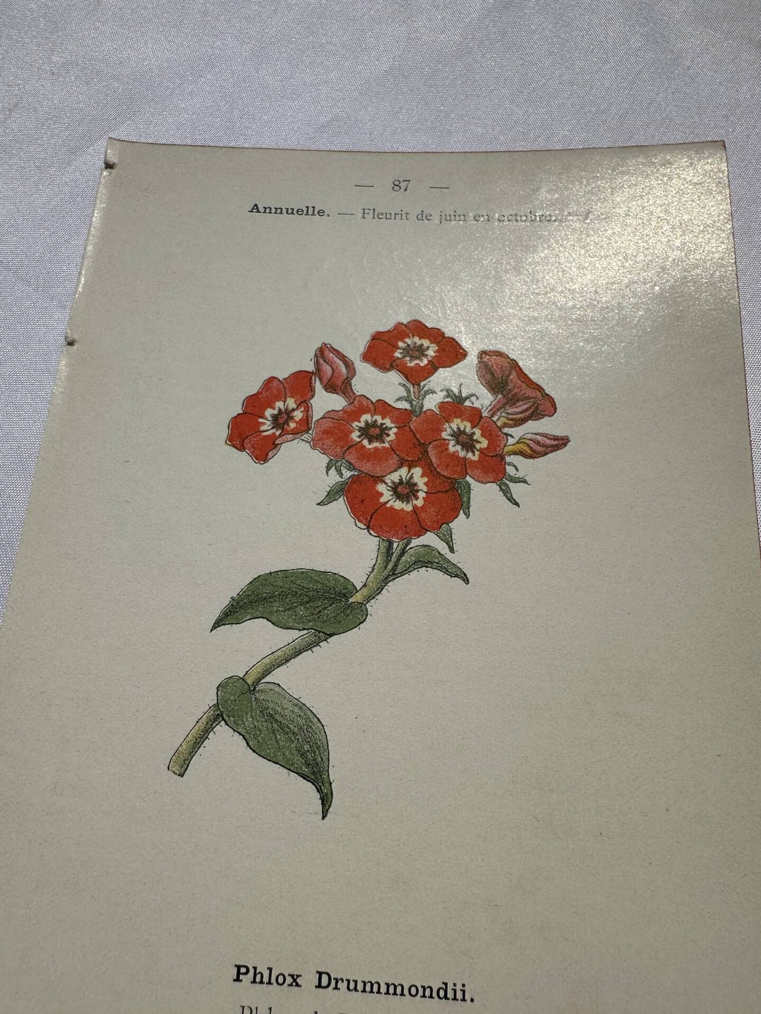 Planche botanique, gravure naturaliste, 19ème