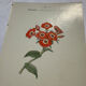 🌿 Botanical Plate Old Naturalist Engraving 19th Century Double-Sided A