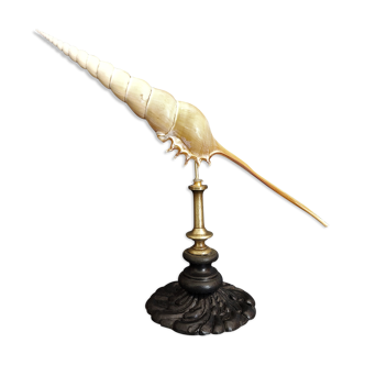 Cabinet of Curiosities shell tibia fusus on base