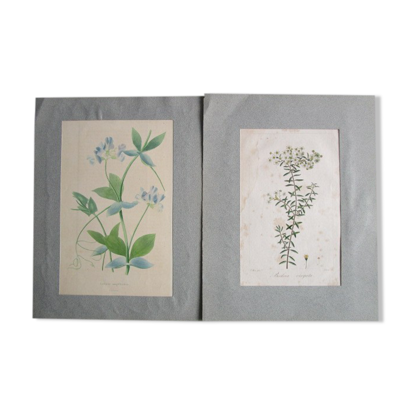 Lot de 2 gravures botaniques anciennes a encadrer