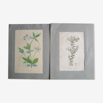 Set of 2 old botanical engravings to frame