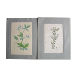 Lot de 2 gravures botaniques anciennes a encadrer
